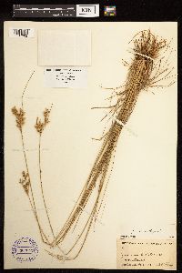 Juncus interior image