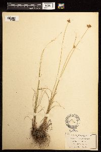 Juncus interior image