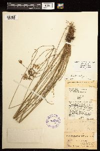 Juncus interior image