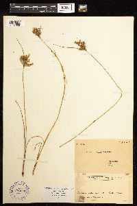 Juncus interior image