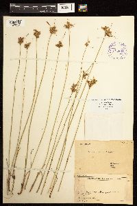 Juncus interior image