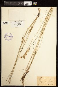 Juncus interior image