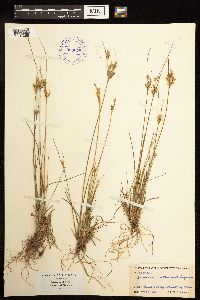 Juncus interior image