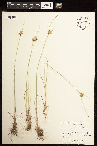 Juncus interior image