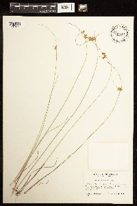 Juncus interior image