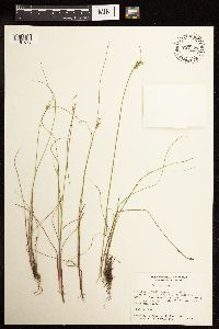 Juncus interior image