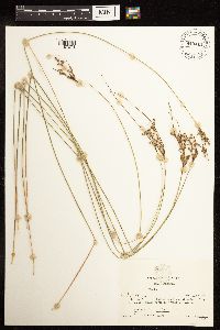 Juncus interior image
