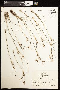 Juncus interior image