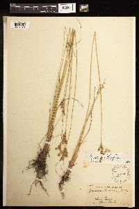 Juncus interior image