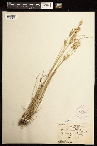 Juncus interior image