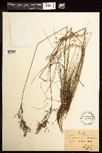 Juncus interior image