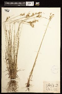 Juncus interior image