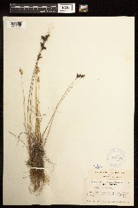 Juncus interior image