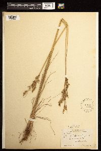 Juncus interior image