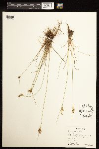 Juncus interior image