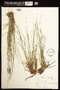 Juncus interior image