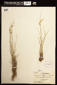 Juncus interior image