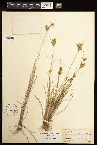 Juncus interior image