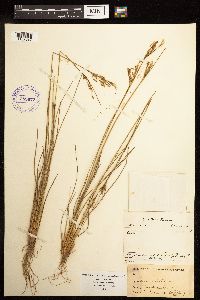 Juncus interior image