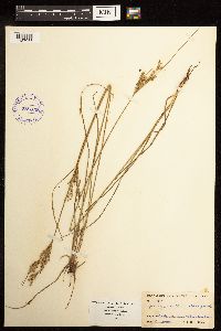 Juncus interior image