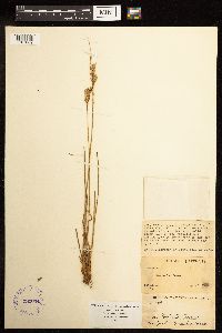 Juncus interior image