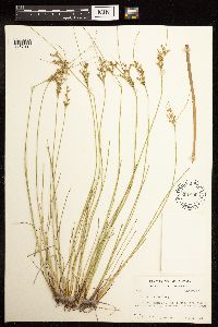 Juncus interior image