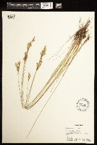 Juncus interior image