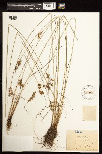 Juncus interior image