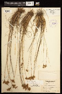 Juncus interior image