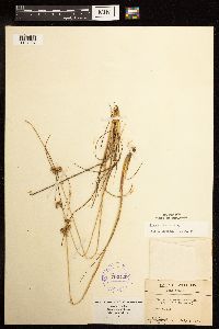 Juncus interior image