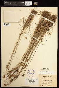 Juncus interior image