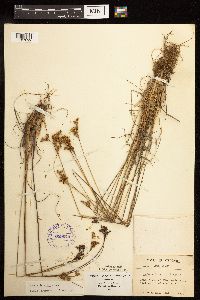 Juncus interior image