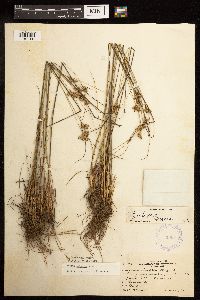 Juncus interior image