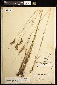 Juncus interior image