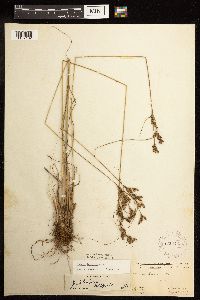 Juncus interior image