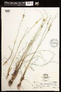 Juncus interior image