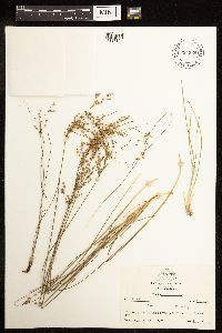Juncus interior image