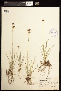 Juncus longistylis image
