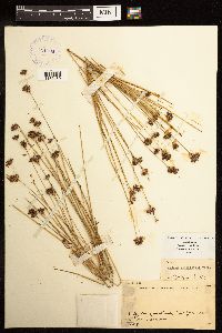Juncus longistylis image