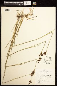 Juncus longistylis image