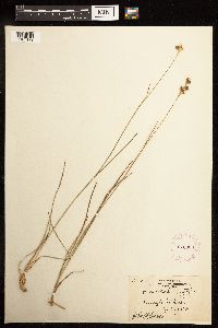 Juncus longistylis image