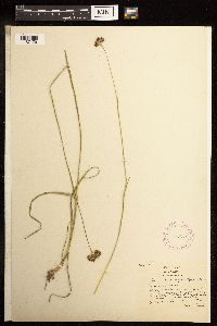 Juncus longistylis image