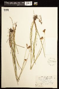 Juncus longistylis image