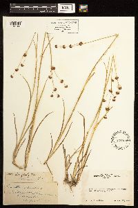 Juncus longistylis image
