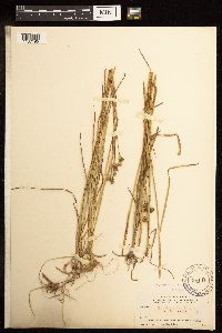 Juncus longistylis image
