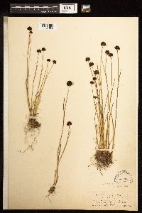Juncus mertensianus image