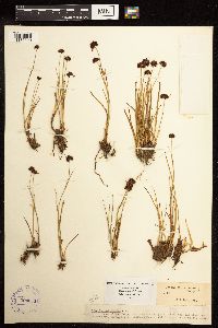 Juncus mertensianus image