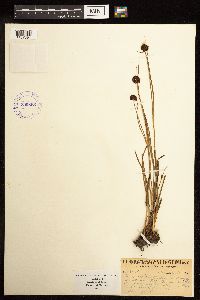 Juncus mertensianus image