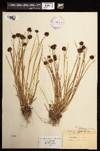 Juncus mertensianus image