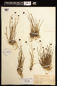 Juncus mertensianus image